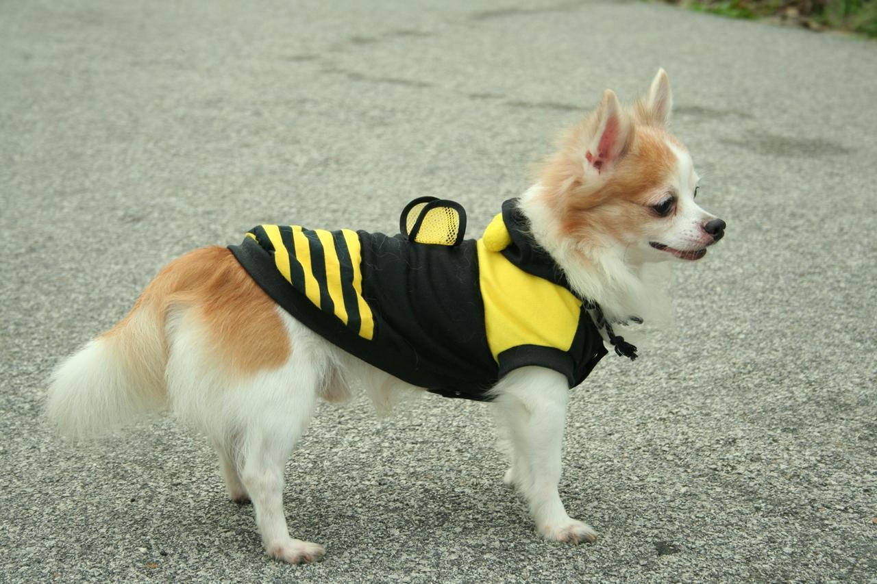 Skylar, bee photograph