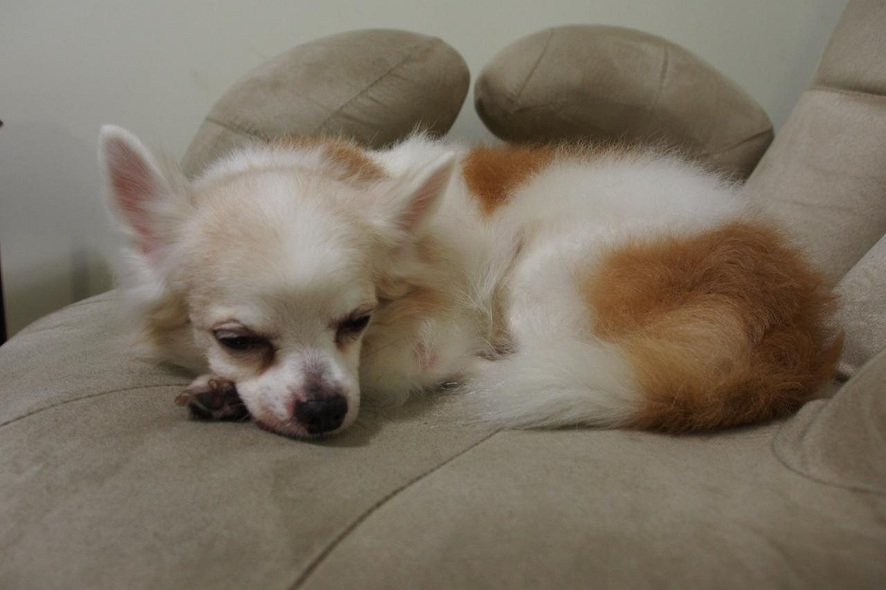 Skylar, nap photograph