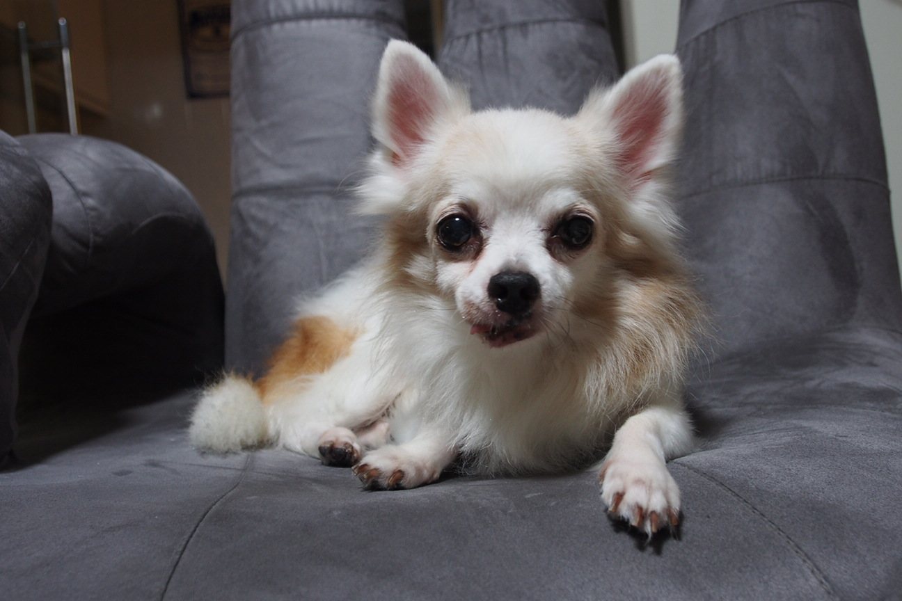 Skylar, stare photograph