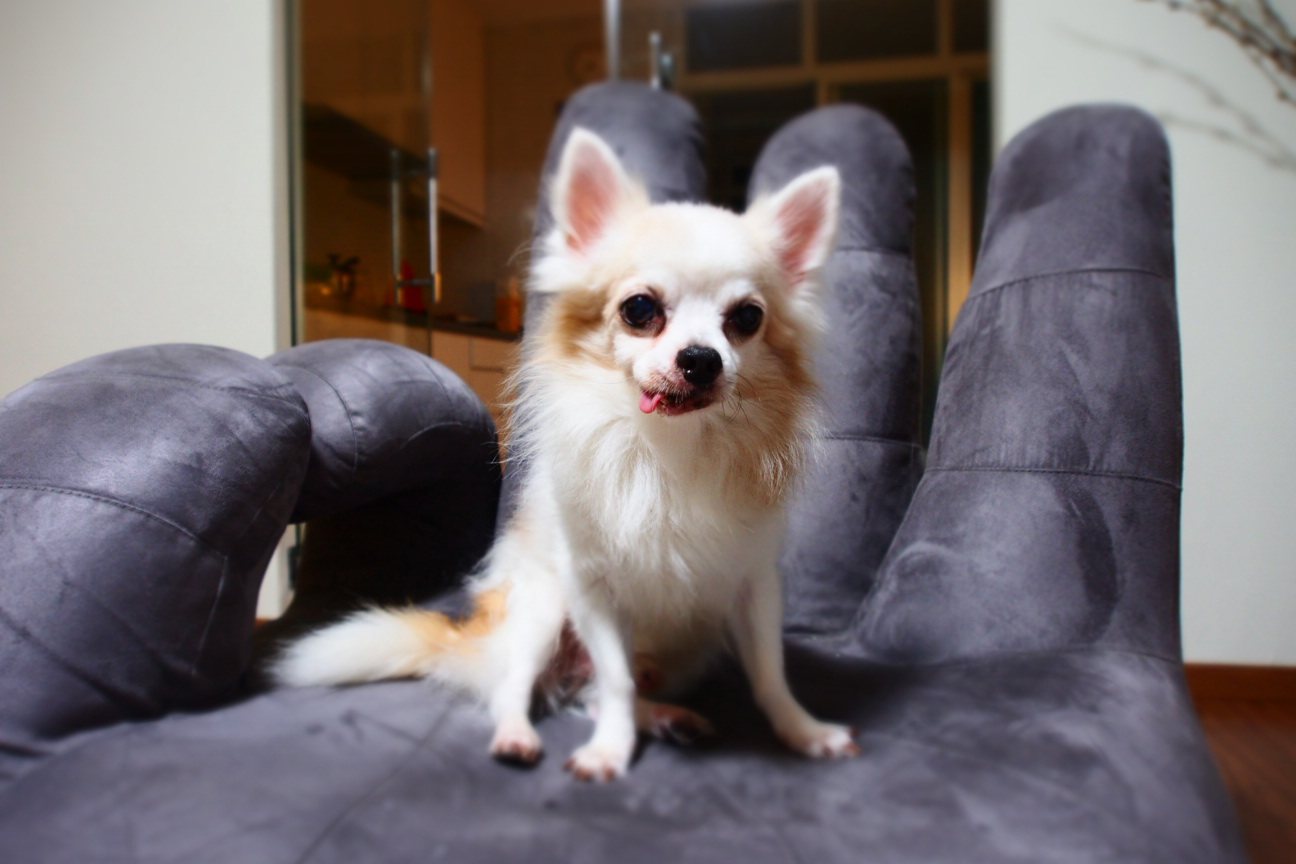 Skylar the chihuahua seated on a grey velvet tufted chair, tongue out
